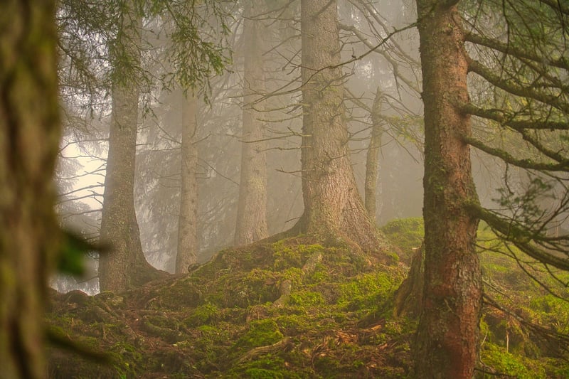 Image of a forest